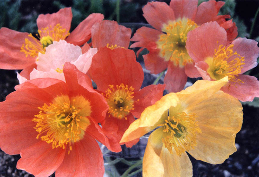Papaver alpinum en fleurs dans un jardin ensoleillé avec des couleurs variées